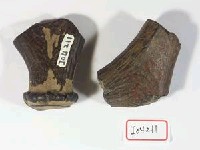 鹿角基部兩件藏品圖，第2張
